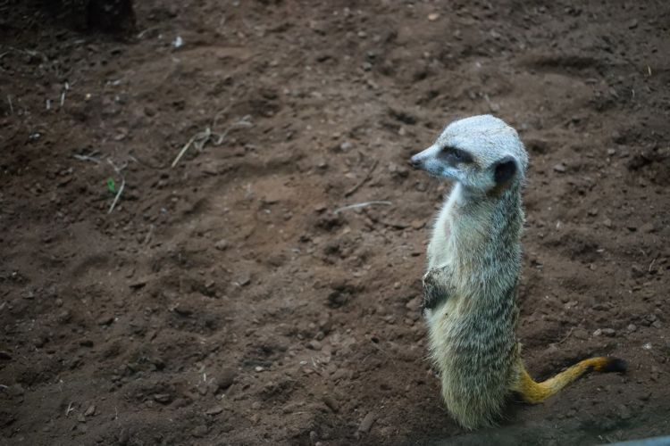 suricate-zoo-amneville