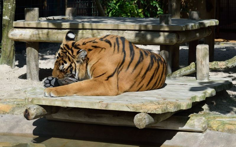 tigre-zoo-amneville