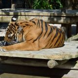 tigre zoo amnéville