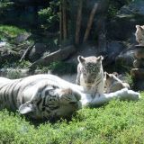 tigres blancs zoo amnéville