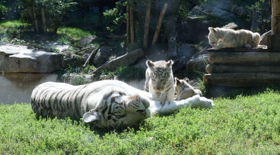 tigres-blancs-zoo-amnevilles