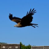 vautour zoo amnéville