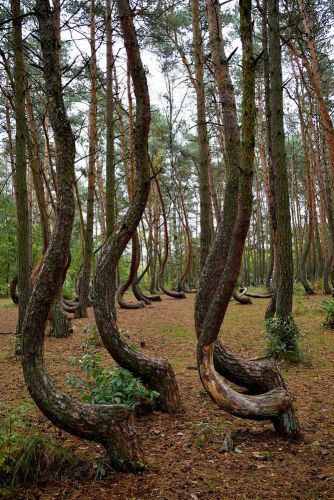 arbres-tordus