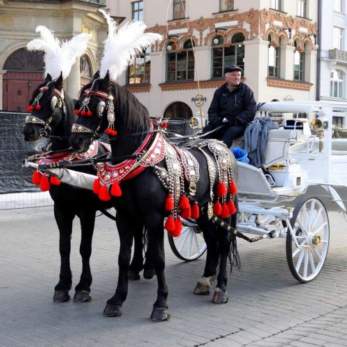 chevaux-cracovie