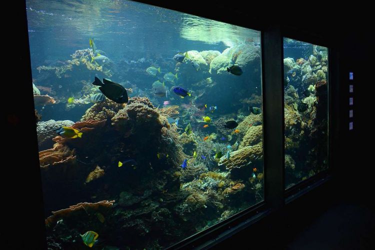 aquarium