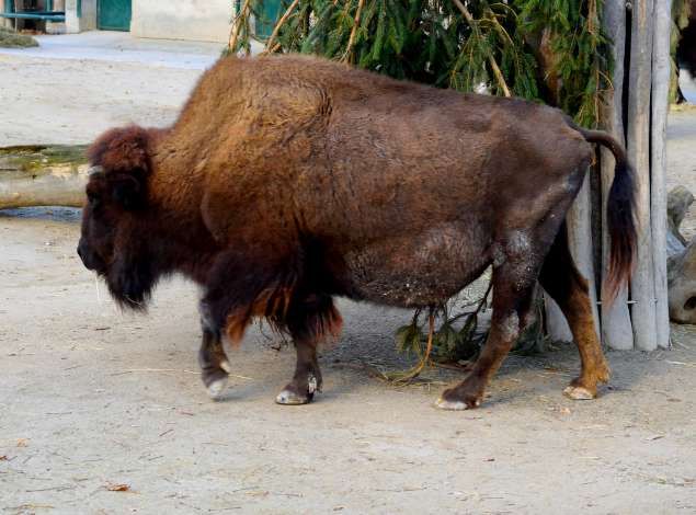 bison