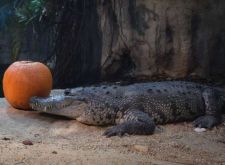 crocodile-zoo-schonbrunn