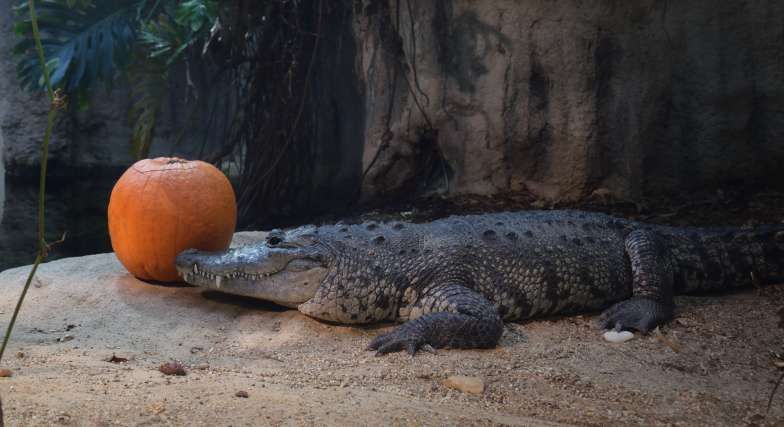 crocodile-zoo-schonbrunn