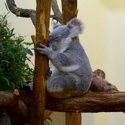 koala