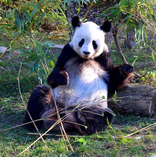 panda-zoo-vienne