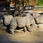 Rhinocéros zoo Vienne
