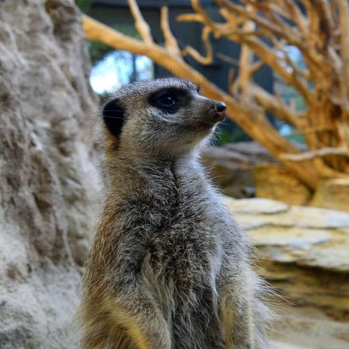 suricate