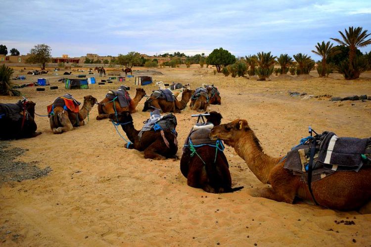 caravane dromadaire desert