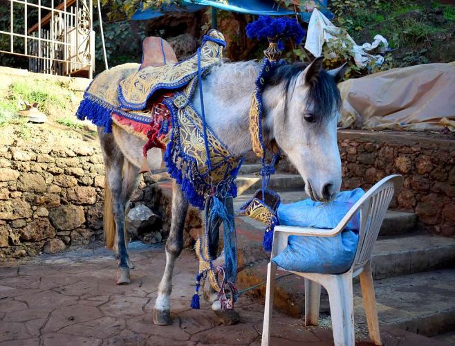 cheval marocain