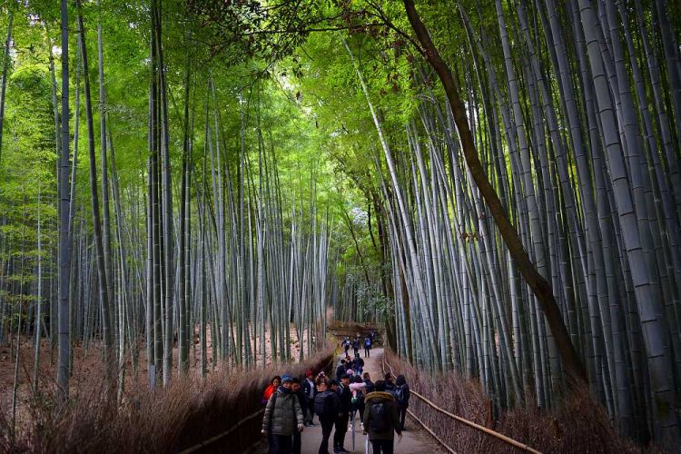 Foret de bambous