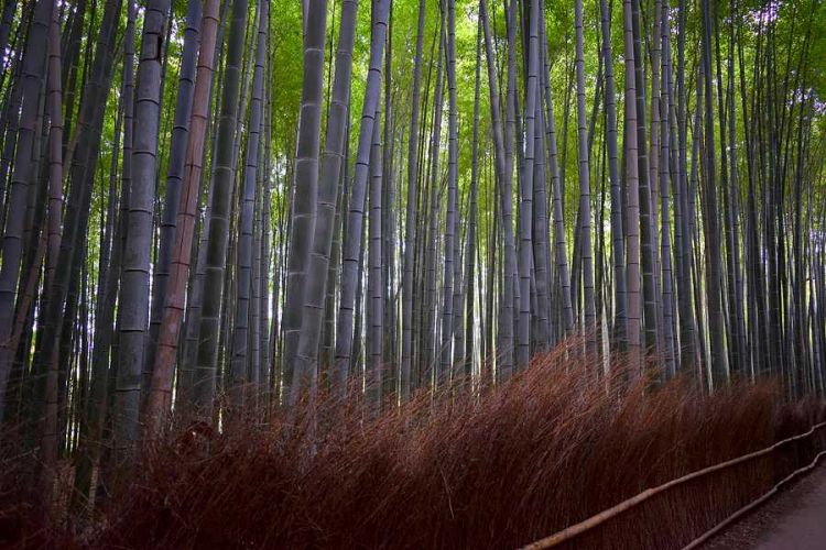 La bambouseraie de Kyoto