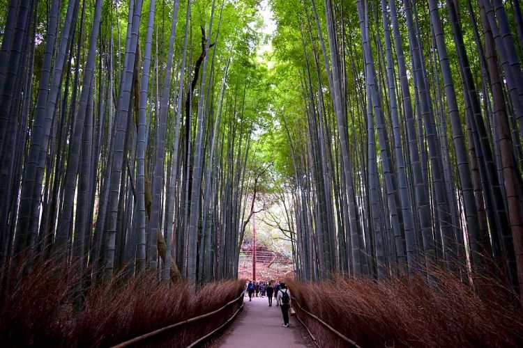 bambouseraie de Kyoto