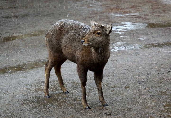 cerf nara japon