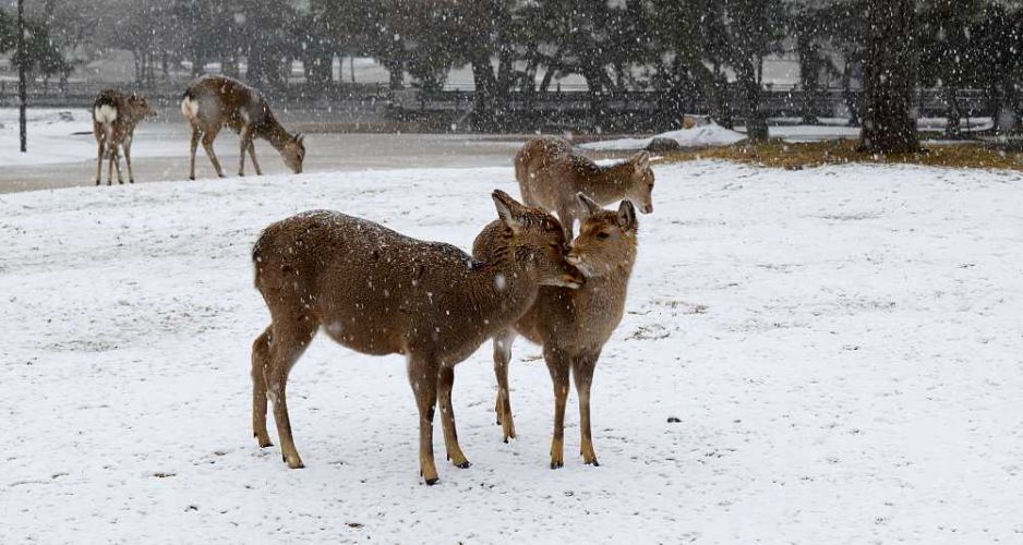 cerfs nara japon hiver