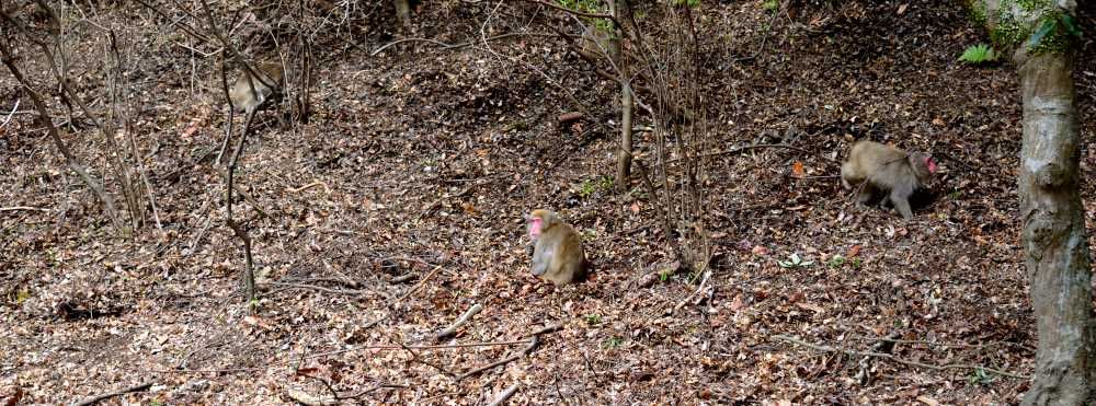 singe bambou kyoto