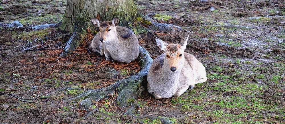 visiter parc nara