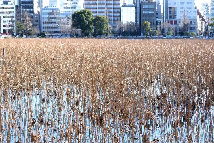 etang de Shinobazu