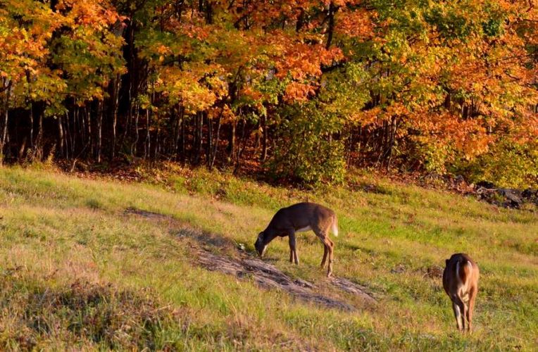 CERF MONT TREMBLANT