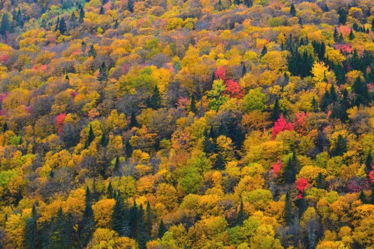 arbres colores automne