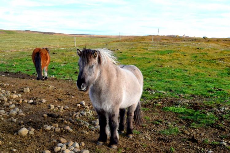 cheval islandais