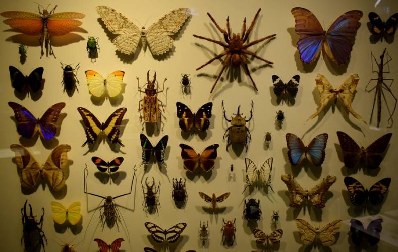 insectarium