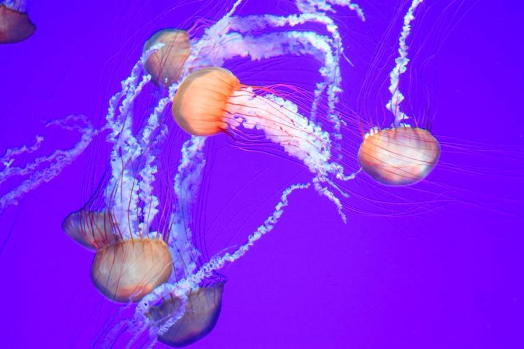 meduse aquarium de ripley