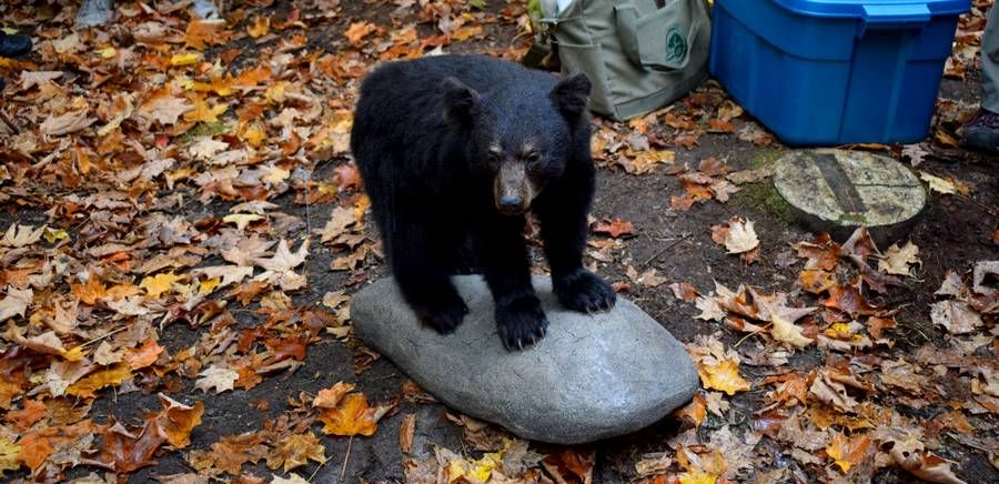 ours noir empaille