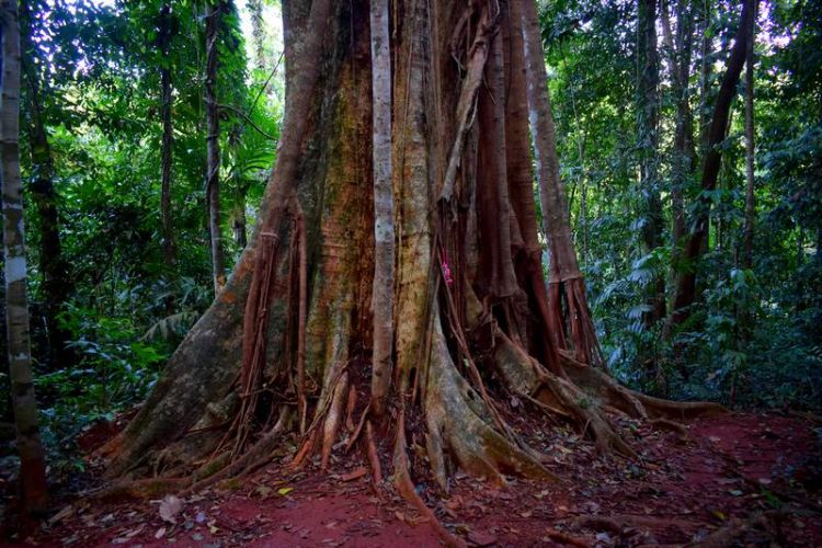 Arbre Makka de 500 ans