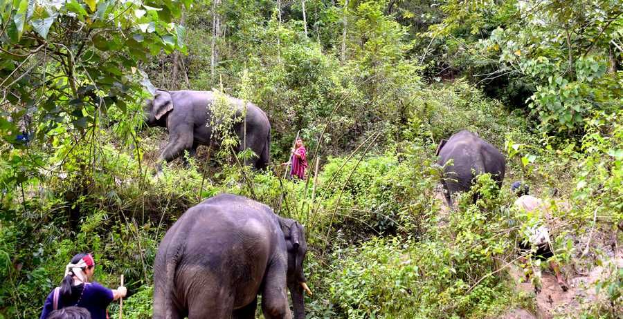 balade elephants at home