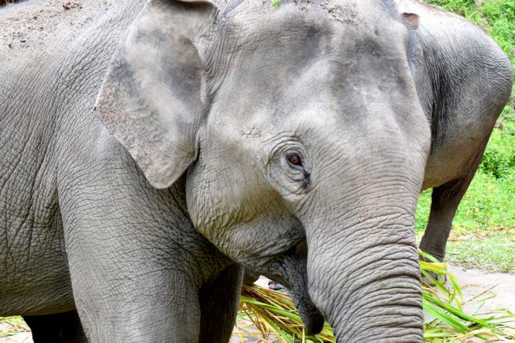 chiang mai elephants