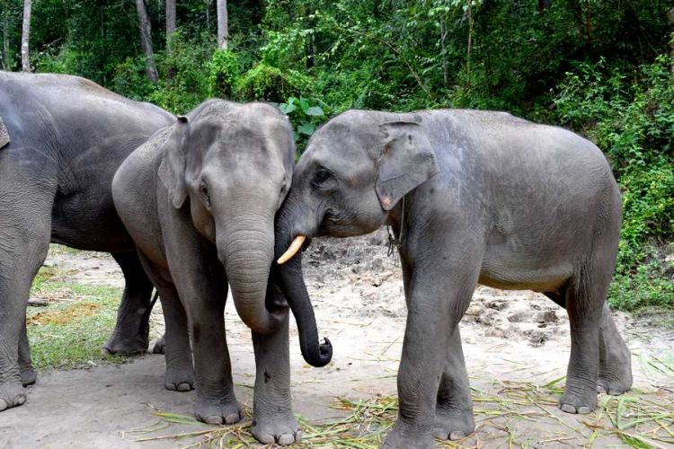 elephants chiang mai