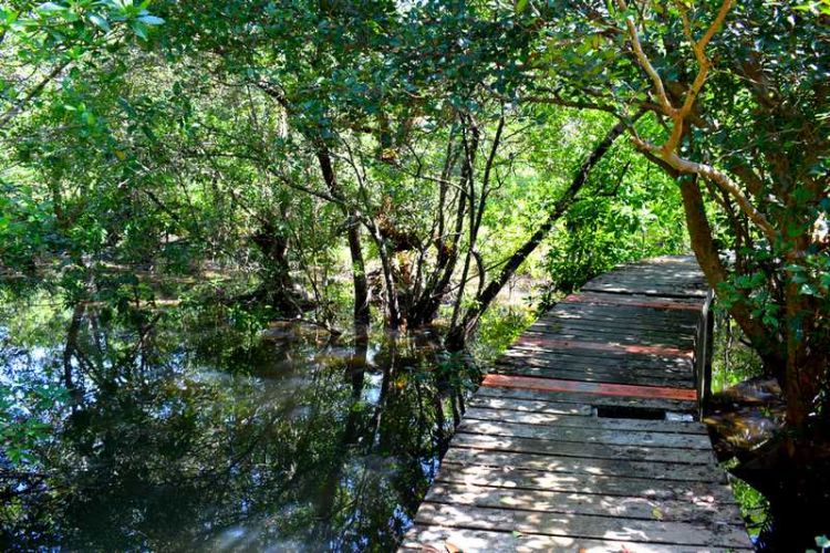 foret mangrove koh chang