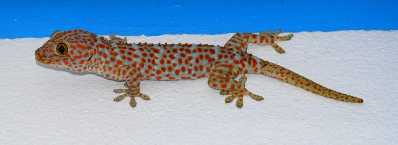 gecko