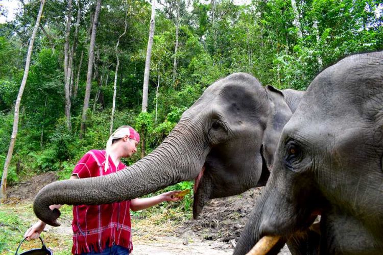 nourrir elephants chiang mai