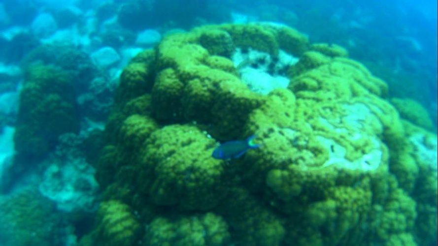 snorkelling koh chang