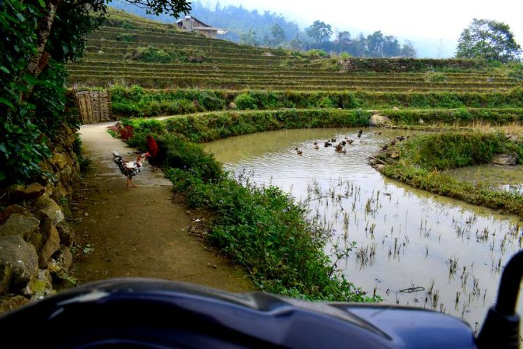 rizieres au vietnam